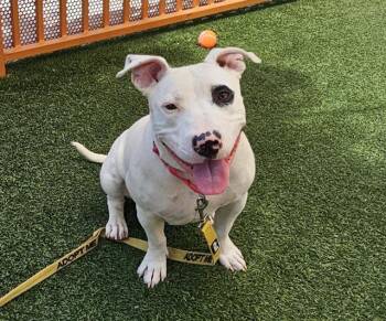 Rescue Pit Bull Terrier and Bull Terrier Dogs for Adoption in Las Vegas, Nevada - PENNY | PetCurious