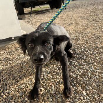 Elizabeth Taylor -  Mixed Breed Dog for Adoption in Moab, Utah - Elizabeth Taylor | PetCurious