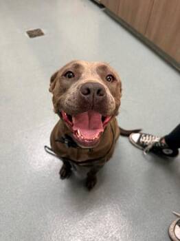 Pit Bull Terrier Dogs Available for Adoption in Baytown, Texas - AMANDA MAE | PetCurious