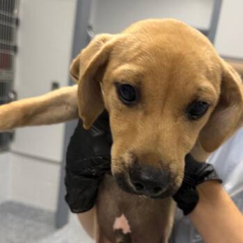 Casper -  Mixed Breed Dog for Adoption in Greenville, South Carolina - Casper | PetCurious