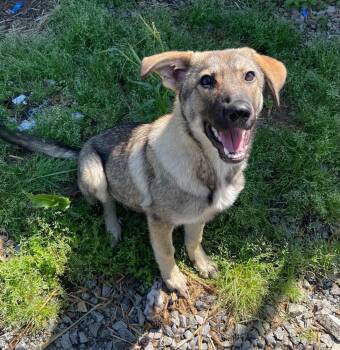 Heidi Klum -  German Shepherd Dog Dog for Adoption in Boston, Massachusetts - Heidi Klum | PetCurious