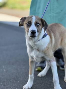 Speckles -  Husky and Australian Cattle Dog Blue Heeler Dog for Adoption in Milford, Connecticut - Speckles | PetCurious
