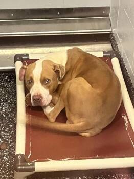 Demetri -  Pit Bull Terrier and Mixed Breed Dog for Adoption in Jackson, Tennessee - Demetri | PetCurious