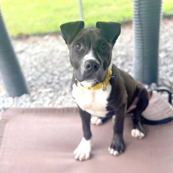 Mixed Breed Dogs Available for Adoption in Hendersonville, North Carolina - Galileo | PetCurious