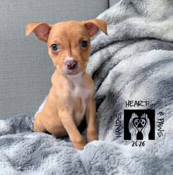 Proxima -  Terrier Dog for Adoption in Omaha, Nebraska - Proxima | PetCurious