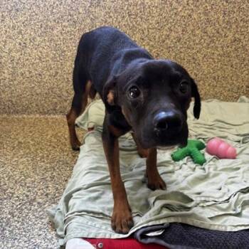 Christopher Robin -  Mixed Breed Dog for Adoption in Merriam, Kansas - Christopher Robin | PetCurious