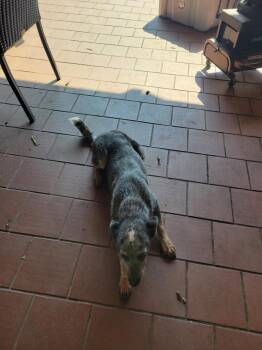 Dina -  Mixed Breed Dog for Adoption in Shelbyville, Tennessee - Dina | PetCurious