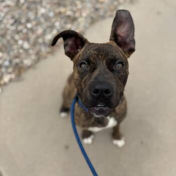 Rescue Pit Bull Terrier Dogs for Adoption in Albuquerque, New Mexico - Diego | PetCurious