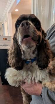 Cocker Spaniel Dogs Available for Adoption - Sharky | PetCurious
