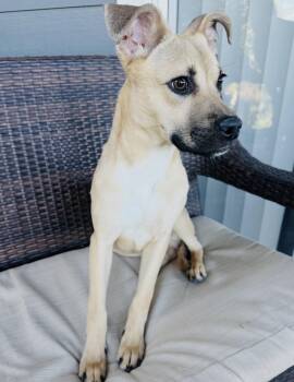Rescue Black Mouth Cur and German Shepherd Dog Dogs for Adoption in Elizabeth, Colorado - Ezra | PetCurious