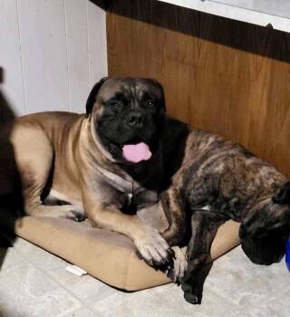 Bailey -  Bullmastiff Dog for Adoption in Glendale, Arizona - Bailey | PetCurious