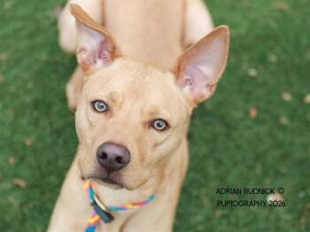 Mixed Breed Dogs Available for Adoption in Nashville, Tennessee - King Munyun Summers | PetCurious