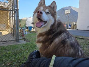 Rescue Husky Dogs for Adoption in Berwyn Heights, Maryland - Inigo | PetCurious