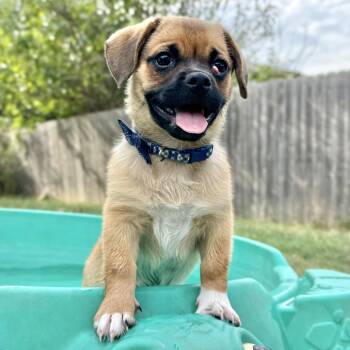 Leo -  Pug Dog for Adoption in Fairfield, Connecticut - Leo | PetCurious