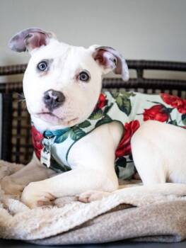 Pit Bull Terrier Dogs Available for Adoption - Noodle | PetCurious