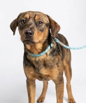 Beagle and Australian Cattle Dog Blue Heeler Dogs Available for Adoption - Rocky | PetCurious