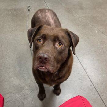 Poseidon -  Pit Bull Terrier Dog Available for Adoption in Chattanooga, Tennessee - Poseidon | PetCurious