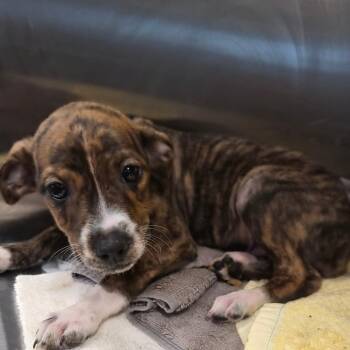 Mr. Good Boy -  Mixed Breed Dog for Adoption in Bentonville, Arkansas - Mr. Good Boy | PetCurious