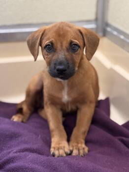 Jan -  Retriever Dog for Adoption in Pawleys Island, South Carolina - Jan | PetCurious
