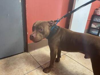 King Simba -  Mixed Breed Dog for Adoption in Cincinnati, Ohio - King Simba | PetCurious