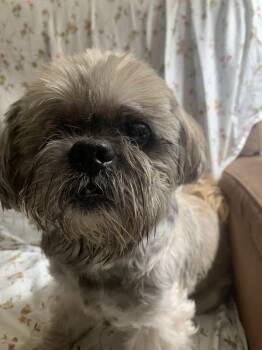 Toby (formerly Montana) -  Yorkshire Terrier Dog for Adoption - Toby (formerly Montana) | PetCurious