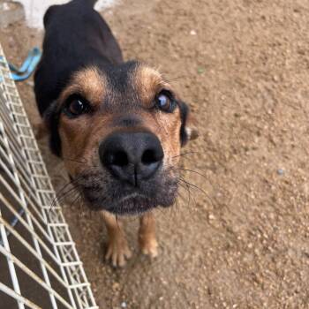 Rowan -  Mixed Breed Dog Available for Adoption in Bentonville, Arkansas - Rowan | PetCurious