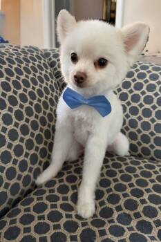 Bentley -  Pomeranian Dog for Adoption in Bradenton, Florida - Bentley | PetCurious