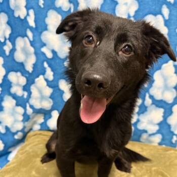 German Shepherd Dog and Cardigan Welsh Corgi Dogs Available for Adoption - Adelaide | PetCurious