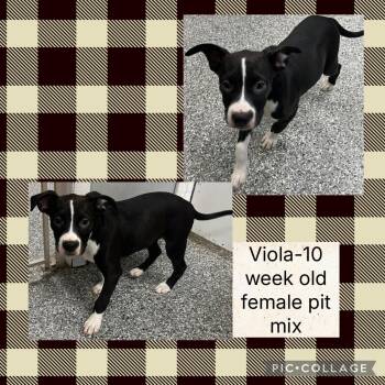 Rescue Pit Bull Terrier Dogs for Adoption in Bryan, Ohio - Viola | PetCurious
