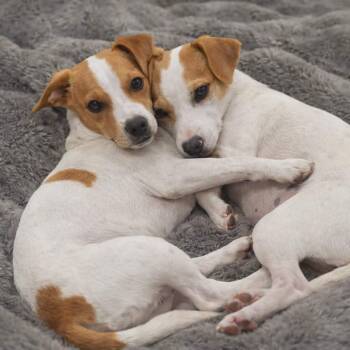 Jack Russell Terrier and Chihuahua Dogs Available for Adoption - Miso & Wasabi BONDED PAIR | PetCurious