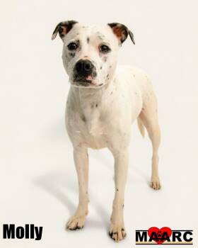 Pit Bull Terrier and Staffordshire Bull Terrier Dogs Available for Adoption in Maryville, Tennessee - Molly | PetCurious