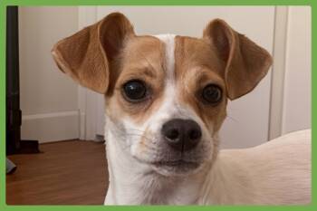 Princess -  Chihuahua and Terrier Dog for Adoption in Amherst, Massachusetts - Princess | PetCurious