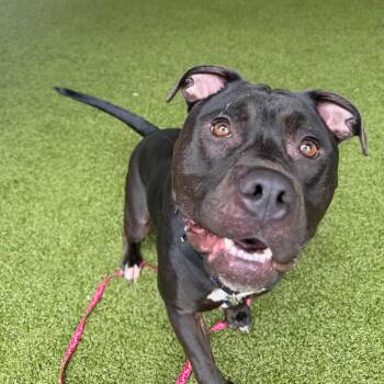 Derma -  Bull Terrier Dog for Adoption in West Palm Beach, Florida - Derma | PetCurious
