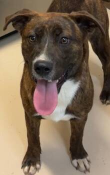 Bernese Mountain Dog and Rottweiler Dogs Available for Adoption - ATLAS | PetCurious