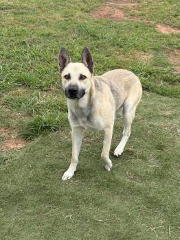 German Shepherd Dog Dogs Available for Adoption in Bossier City, Louisiana - Flynn Rider | PetCurious