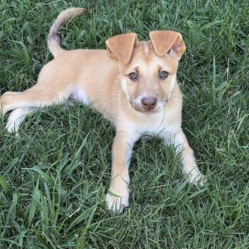 Amber -  Shepherd and Mixed Breed Dog for Adoption in Mooresville, North Carolina - Amber | PetCurious
