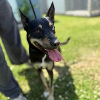 Shepherd Dogs Available for Adoption in Tulsa, Oklahoma - Gamora | PetCurious