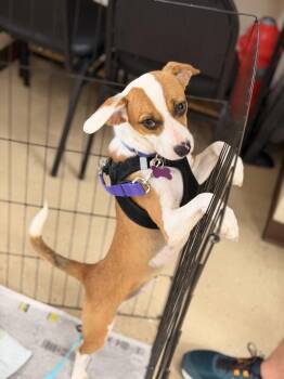 Josephine -  Beagle Dog for Adoption in Mundelein, Illinois - Josephine | PetCurious