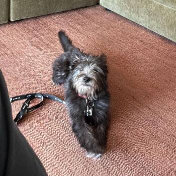 Duke Caboom -  Schnauzer and Mixed Breed Dog for Adoption in New York, New York - Duke Caboom | PetCurious