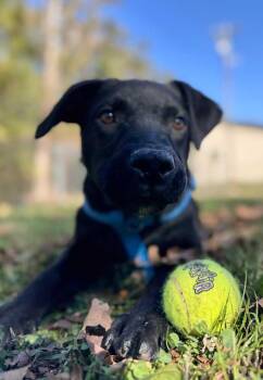 Rescue Black Labrador Retriever Dogs for Adoption in Horseshoe Bend, Arkansas - Ricky | PetCurious