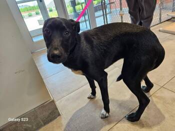 Midnight -  Labrador Retriever Dog for Adoption in Springdale, Arkansas - Midnight | PetCurious