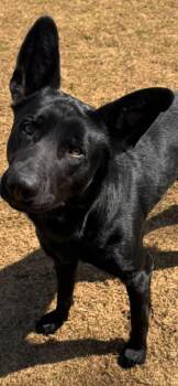 German Shepherd Dog Dogs Available for Adoption - Diesel | PetCurious