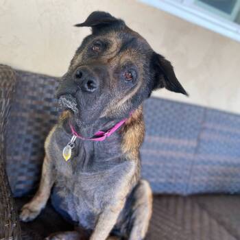 Rescue Mixed Breed Dogs for Adoption in Ramona, California - Clover | PetCurious