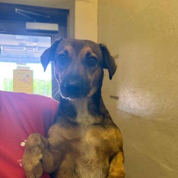 Miley -  Terrier Dog for Adoption in Birmingham, Alabama - Miley | PetCurious
