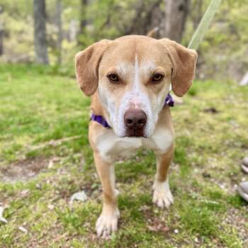 Chance -  Hound and Mixed Breed Dog for Adoption in East Hampton, New York - Chance | PetCurious