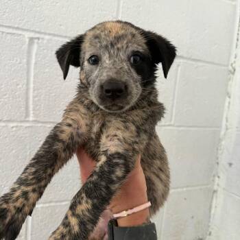 Nellie -  Australian Cattle Dog Blue Heeler Dog for Adoption in Evensville, Tennessee - Nellie | PetCurious