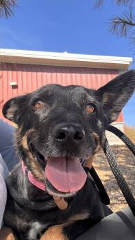 Trudy -  Australian Cattle Dog Blue Heeler Dog for Adoption in Prineville, Oregon - Trudy | PetCurious