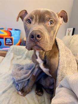 Pit Bull Terrier and Mixed Breed Dogs Available for Adoption - ANUBIS | PetCurious