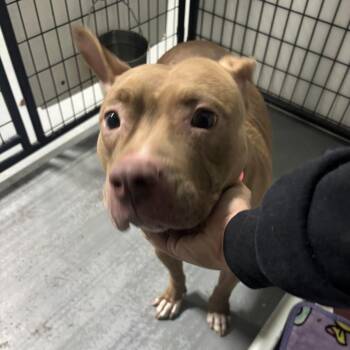 Terrier and Mixed Breed Dogs Available for Adoption in St. Louis, Missouri - Sashaa | PetCurious