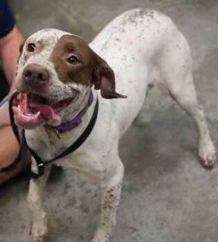 Rory -  Pit Bull Terrier and Cattle Dog Dog for Adoption in Bowling Green, Kentucky - Rory | PetCurious